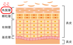 角質層のイラスト